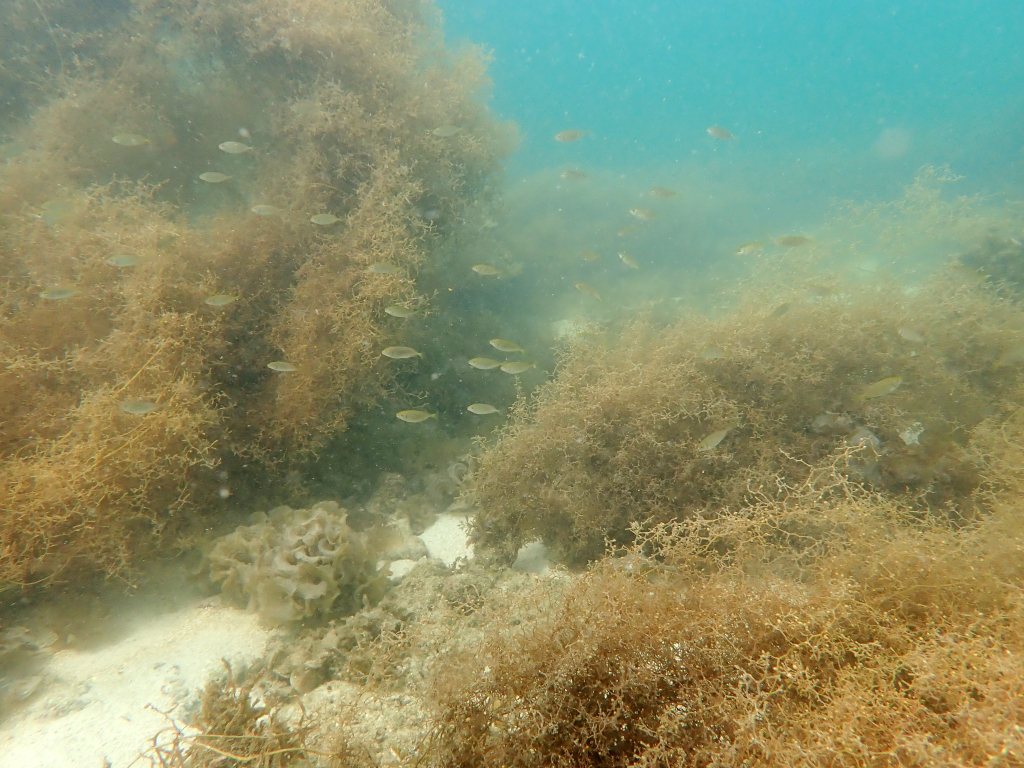 Thành lập Khu bảo tồn biển Cô Tô - Đảo Trần