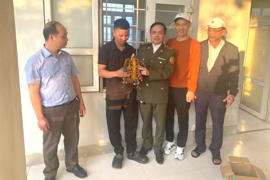 Quảng Trị: Người dân giao nộp một cá thể rùa núi viền quý hiếm