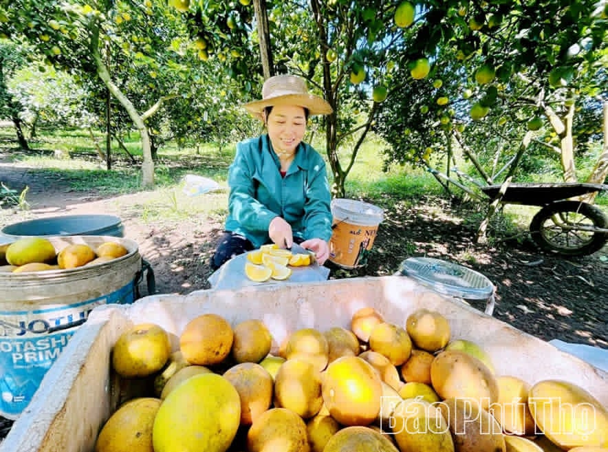 Phú Thọ bứt phá từ nền nông nghiệp xanh và hiện đại