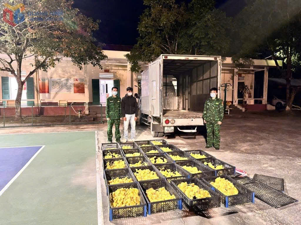 Đồn Biên phòng Bắc Sơn bắt giữ đối tượng vận chuyển trái phép 2.200 con vịt giống