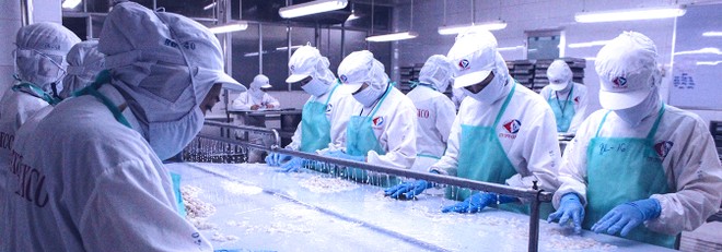 Thủy sản Cà Mau sẽ trả cổ tức bằng tiền mặt với tỷ lệ 15%