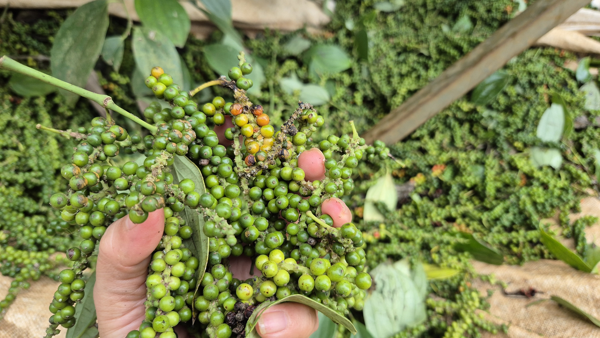 Giá tiêu hôm nay 4/12: Trong nước tiếp tục giảm mạnh, thị trường thế giới biến động tại Brazil. (Ảnh minh họa)