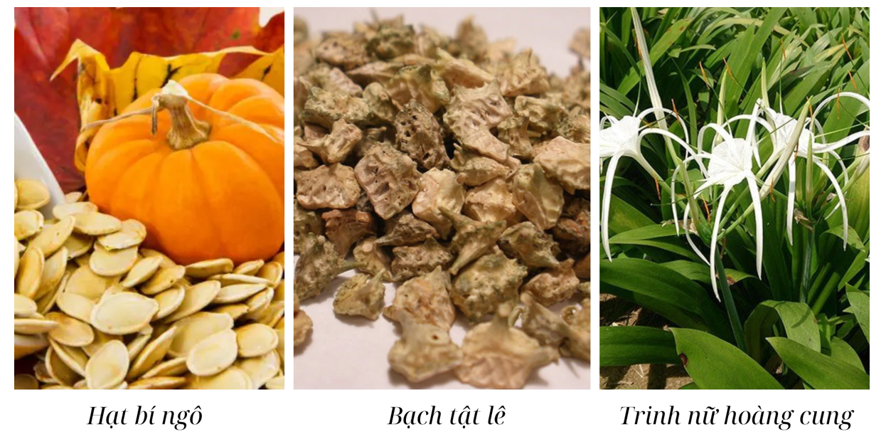 Thảo dược giúp cải thiện tiểu són