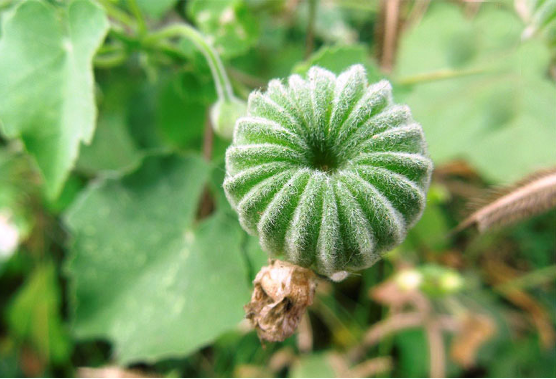 Sản phẩm chứa thành phần chính cây cối xay giúp cải thiện ù tai, nghe kém do rối loạn tuần hoàn tai trong