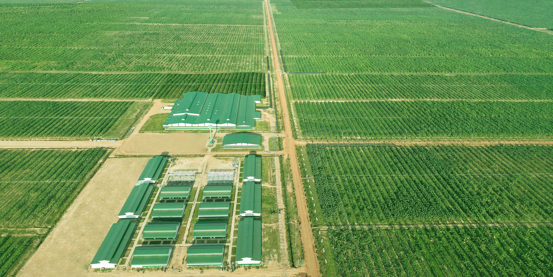 Xí nghiệp Chuối thuộc Công ty Nông nghiệp Nam Lào