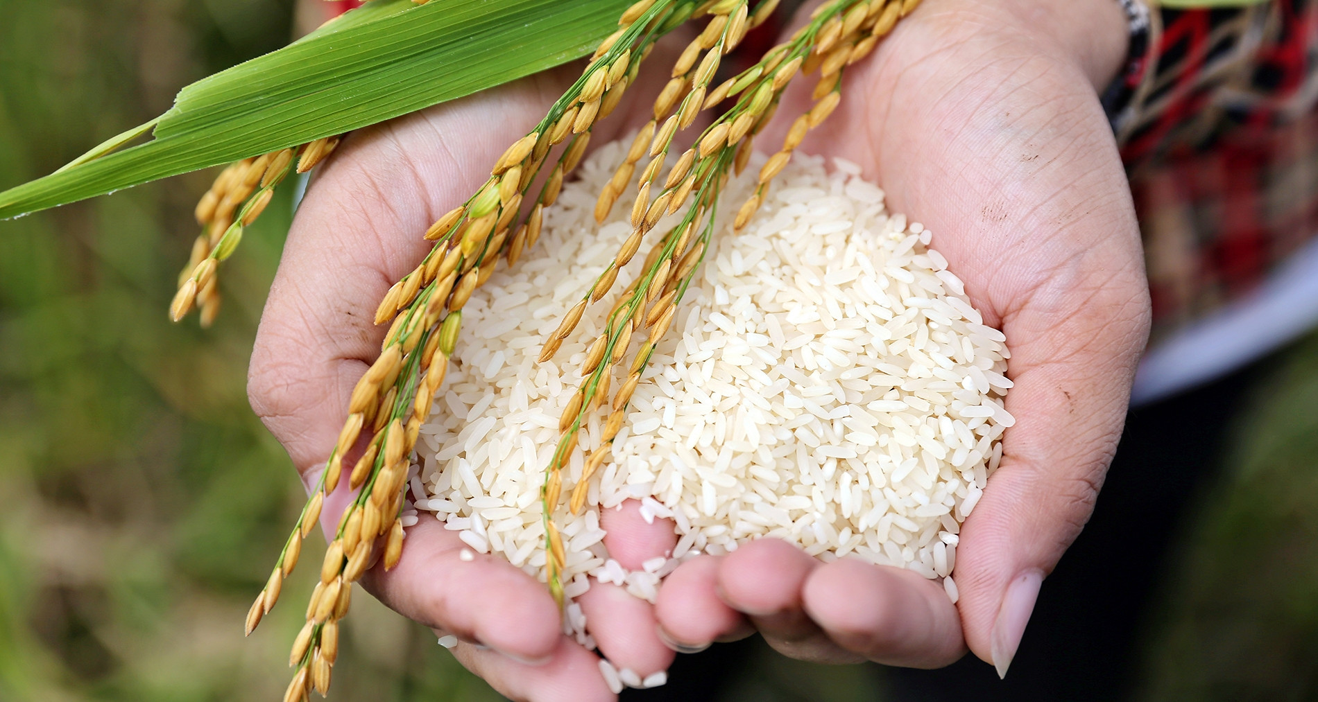 Giá lúa gạo hôm nay 5/12: Gạo nguyên liệu xuất khẩu giảm. (Ảnh minh họa)