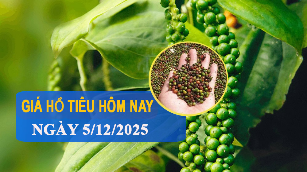 Giá tiêu hôm nay 5/12: Thế giới biến động nhẹ, trong nước tăng 500 - 1.000 đồng/kg