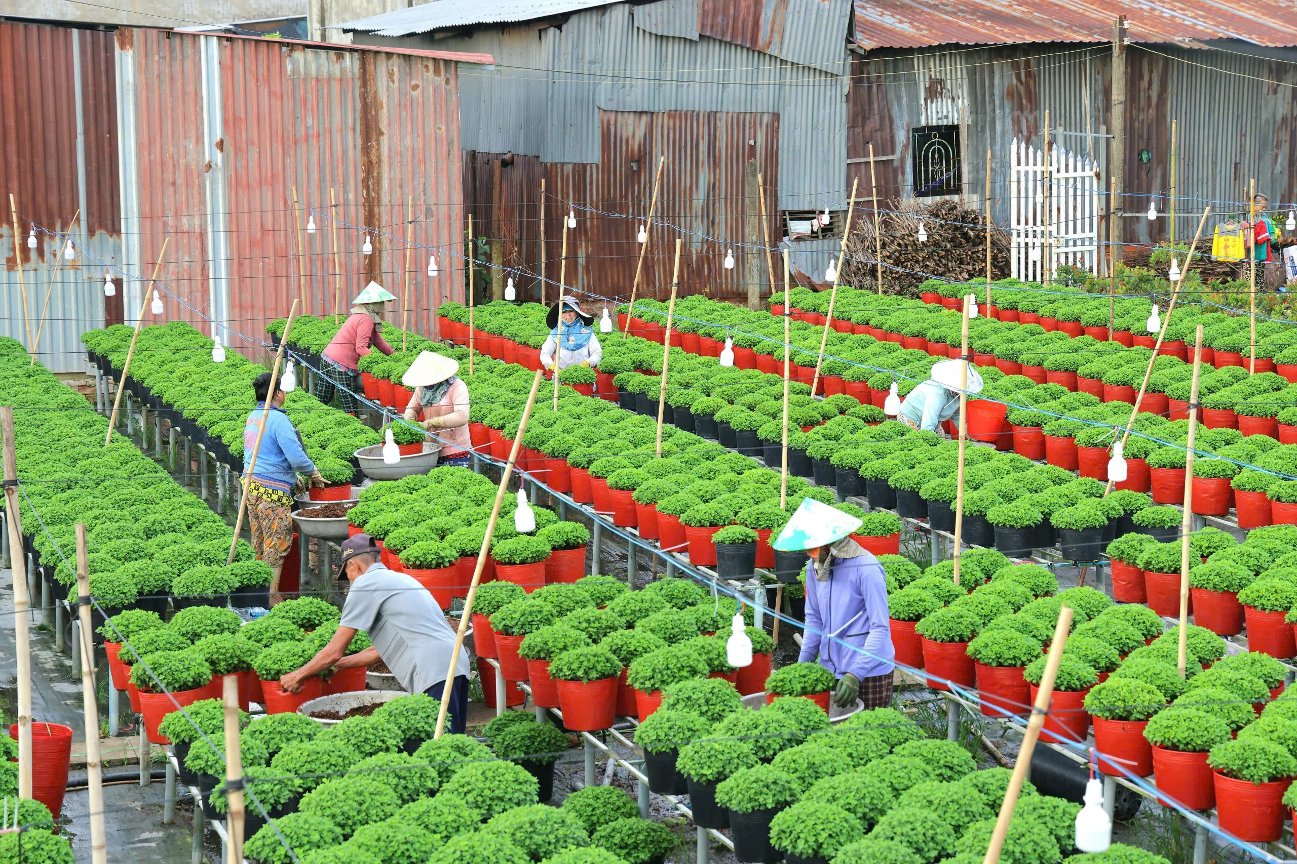 Người d&acirc;n Sa Đ&eacute;c t&iacute;ch cực chăm s&oacute;c hoa để phục vụ Festival v&agrave; thị trường Tết 2026.