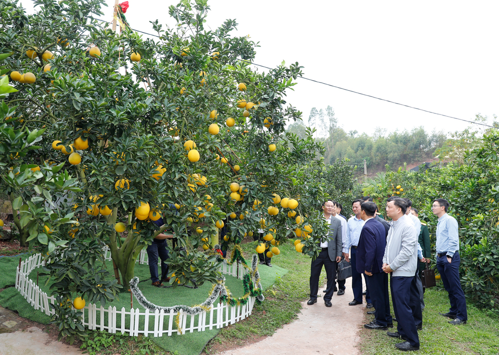 Các đại biểu thăm cây bưởi ngọt (của hộ ông Nguyễn Văn Hữu, tổ dân phố Xẻ Cũ, phường Chũ) được Ban Tổ chức chọn bán đấu giá tại Lễ hội trái cây Bắc Ninh 2025.