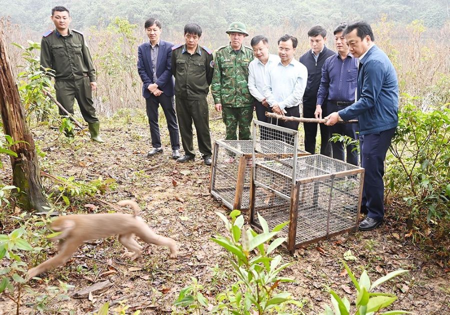 Phó Chủ tịch UBND tỉnh Hà Tĩnh Hồ Huy Thành và các đại biểu đã tiến hành thả 2 cá thể khỉ đuôi lợn. Phó Chủ tịch UBND tỉnh Hà Tĩnh Hồ Huy Thành và các đại biểu đã tiến hành thả 2 cá thể khỉ đuôi lợn.