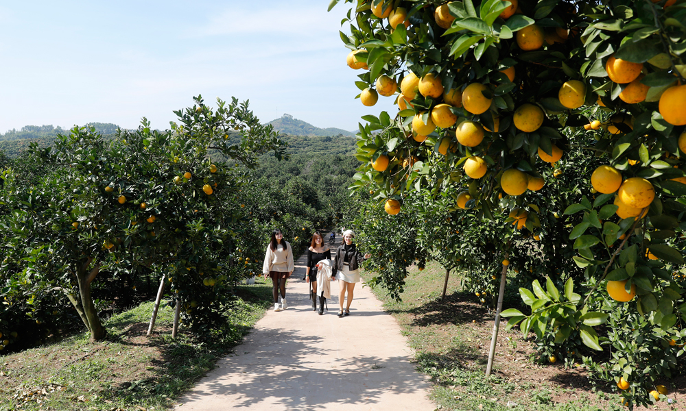 Vườn cam đẹp hút khách của hộ ông Trịnh Sư Hòa, thôn Cống, xã Kiên Lao.