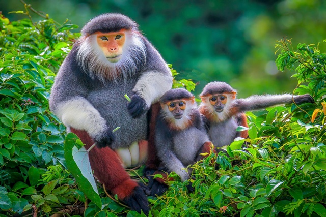 Bán đảo Sơn Trà. Ảnh: Huỳnh Sơn. Bán đảo Sơn Trà. Ảnh: Huỳnh Sơn.