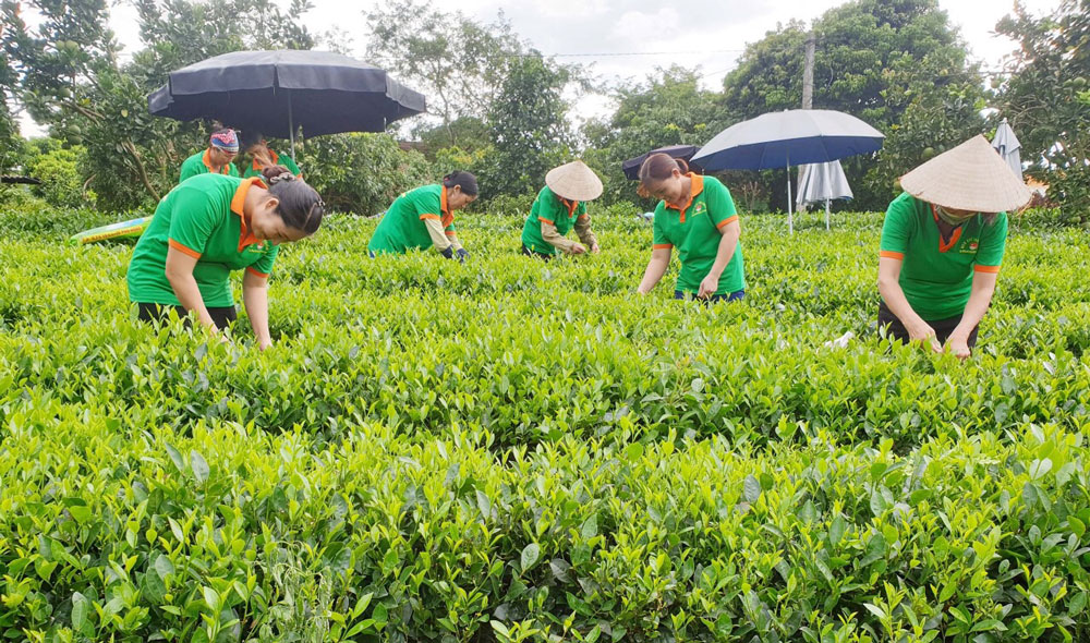 Kinh tế tập thể – Sức bật mới cho nông thôn Việt Nam