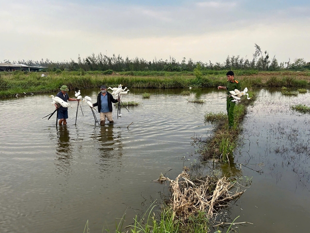 Nghệ An mạnh tay dẹp nạn bẫy bắt chim hoang dã tại các vùng ven biển