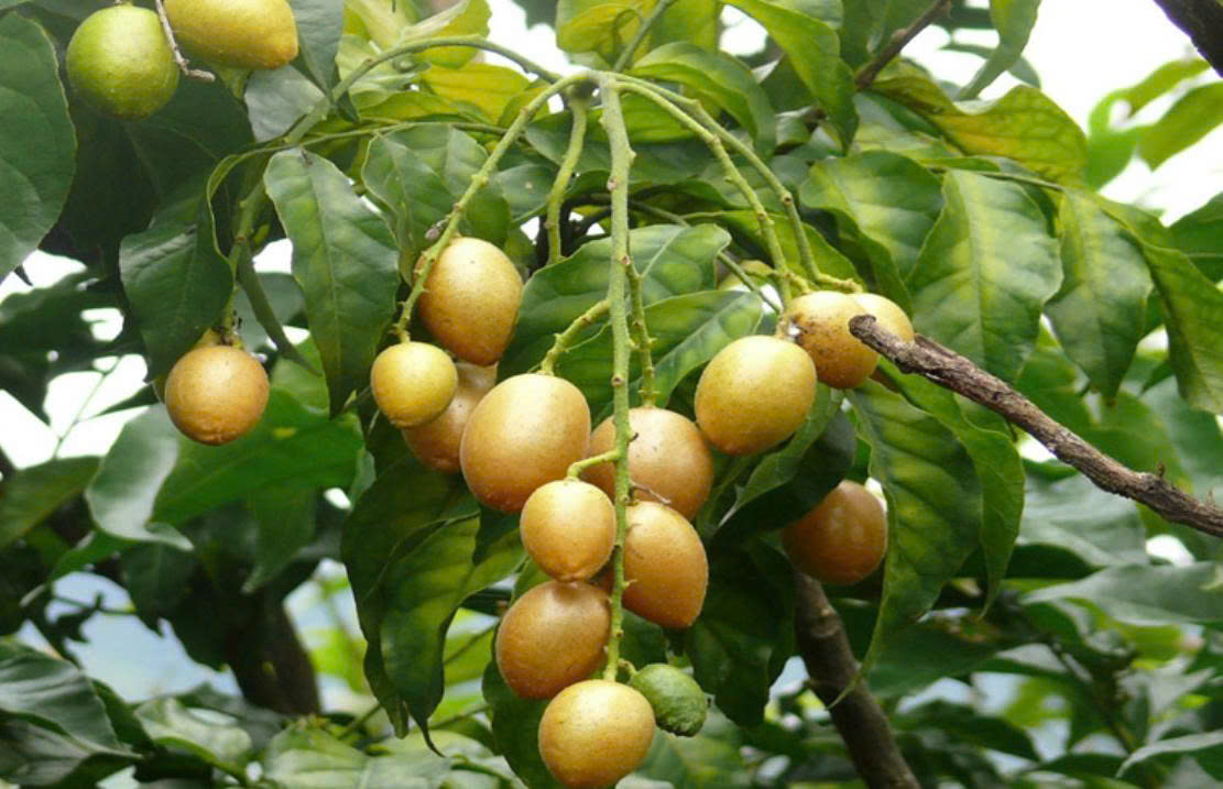 Ít ai ngờ loại quả bé tẹo này lại là “ngôi sao” dinh dưỡng trong tự nhiên