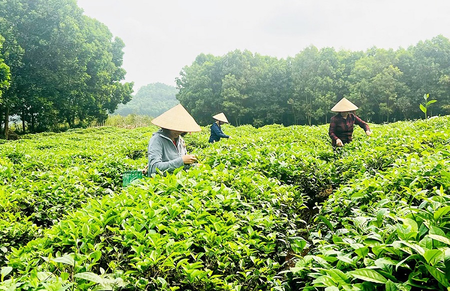 Ảnh minh họa Ảnh minh họa