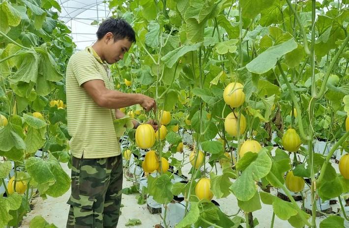 Kinh tế tập thể, hợp tác xã ngày càng khẳng định vai trò quan trọng. Ảnh minh họa Kinh tế tập thể, hợp tác xã ngày càng khẳng định vai trò quan trọng. Ảnh minh họa