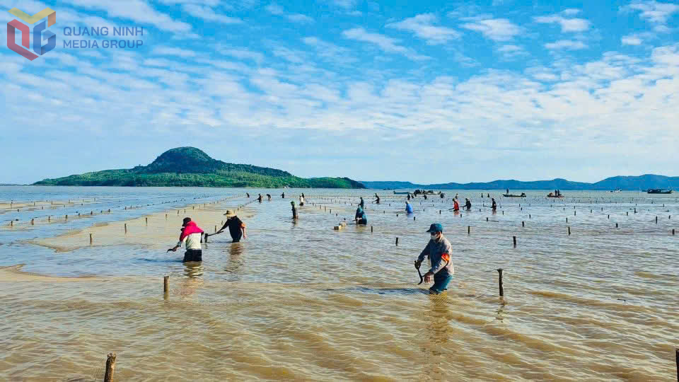 Quảng Ninh lập lại trật tự trong nuôi trồng thủy sản