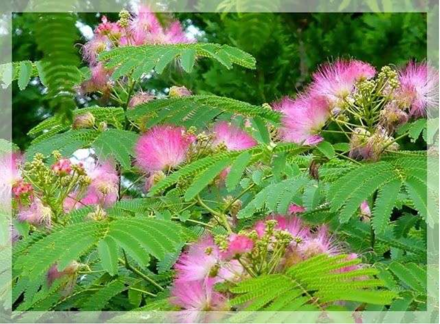 Hợp hoan bì hỗ trợ tinh thần thư giãn và làm giảm căng thẳng Hợp hoan bì hỗ trợ tinh thần thư giãn và làm giảm căng thẳng