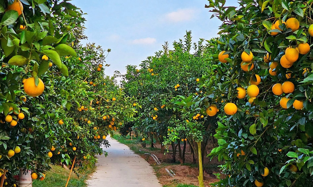 Một nhà vưởn ở phương Chũ trồng cây ăn quả theo tiêu chuẩn Vietgap. Một nhà vưởn ở phương Chũ trồng cây ăn quả theo tiêu chuẩn Vietgap.