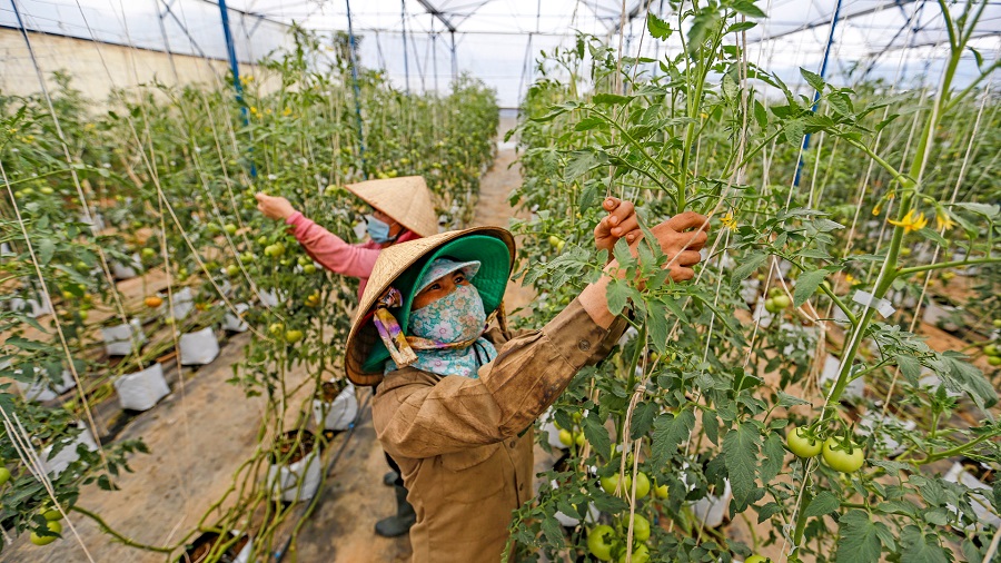 Kinh tế tập thể, hợp tác xã và doanh nghiệp đã có bước phát triển lớn mạnh