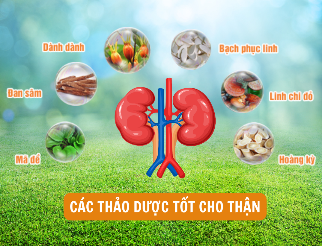 C&aacute;c thảo dược được chứng minh tốt cho thận