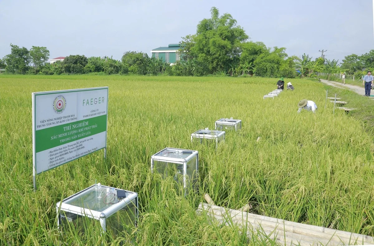 Khai thác tín chỉ các-bon: Hướng đi mới cho hạt lúa Thanh Hóa