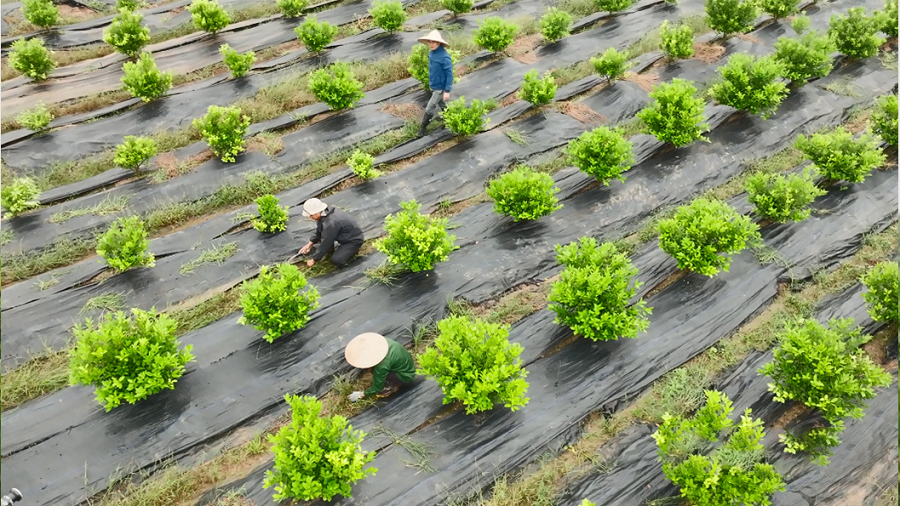 Nguồn giống cây dược liệu được chọn lọc nghiêm ngặt có hồ sơ truy xuất Nguồn giống cây dược liệu được chọn lọc nghiêm ngặt có hồ sơ truy xuất