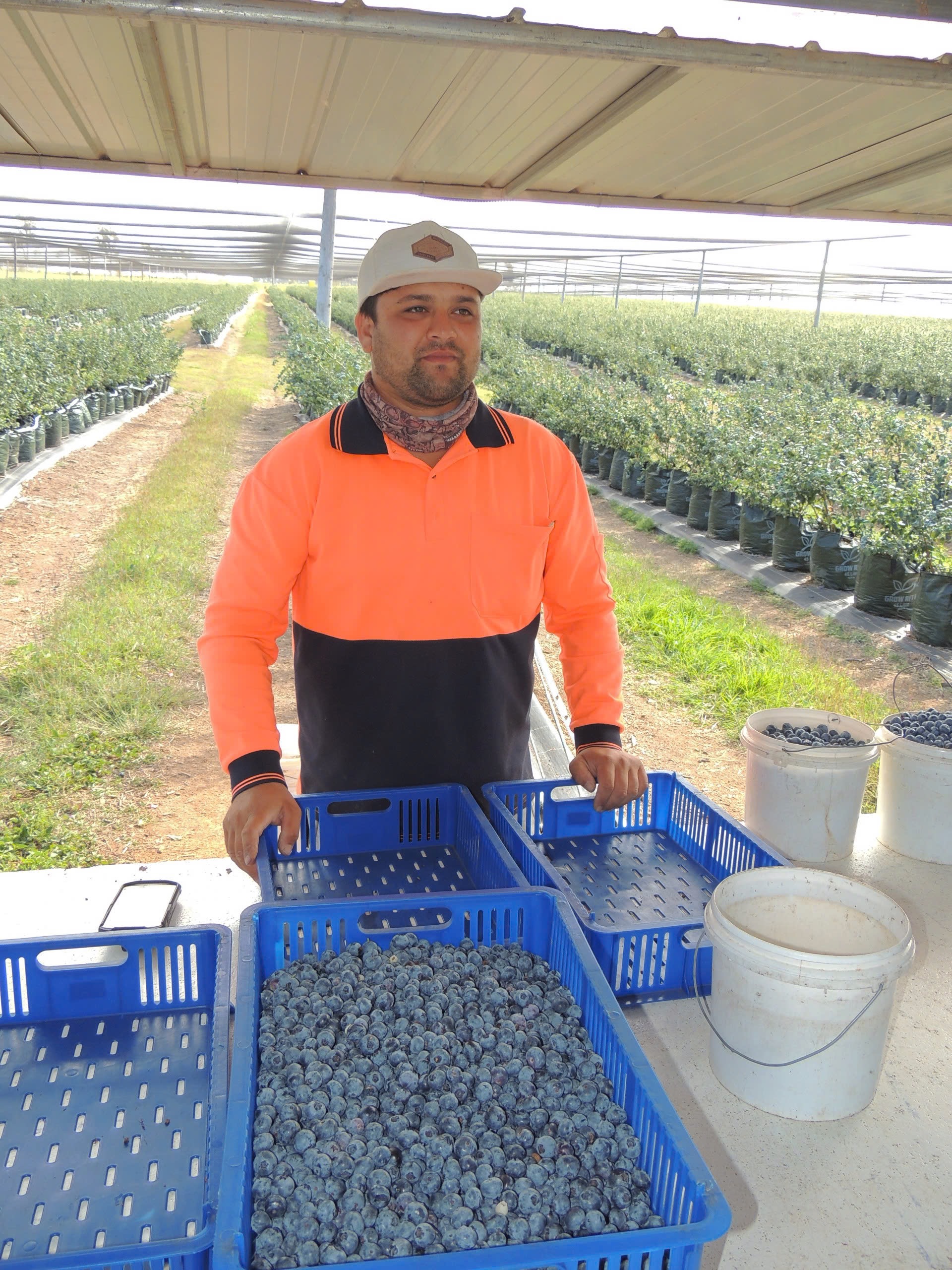 Khoảng cách địa lý gần châu Á là lợi thế để trái việt quất đến với thị trường này trong vòng 24 giờ sau thu hoạch, đảm bảo độ tươi ngon tối ưu và hương vị trọn vẹn. Khoảng cách địa lý gần châu Á là lợi thế để trái việt quất đến với thị trường này trong vòng 24 giờ sau thu hoạch, đảm bảo độ tươi ngon tối ưu và hương vị trọn vẹn.