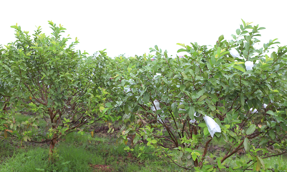 Bắc Ninh ban hành đơn giá bồi thường tài sản trên đất cây trồng, vật nuôi khi Nhà nước thu hồi đất