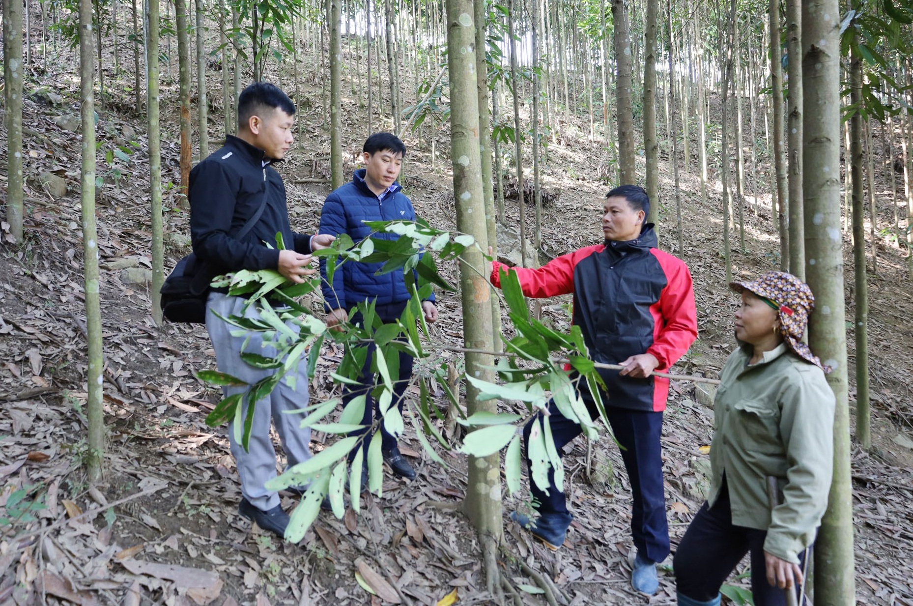 Thôn Khe Bàn hiện có 131 hộ dân, trong đó trên 90% trồng quế. Thôn Khe Bàn hiện có 131 hộ dân, trong đó trên 90% trồng quế.
