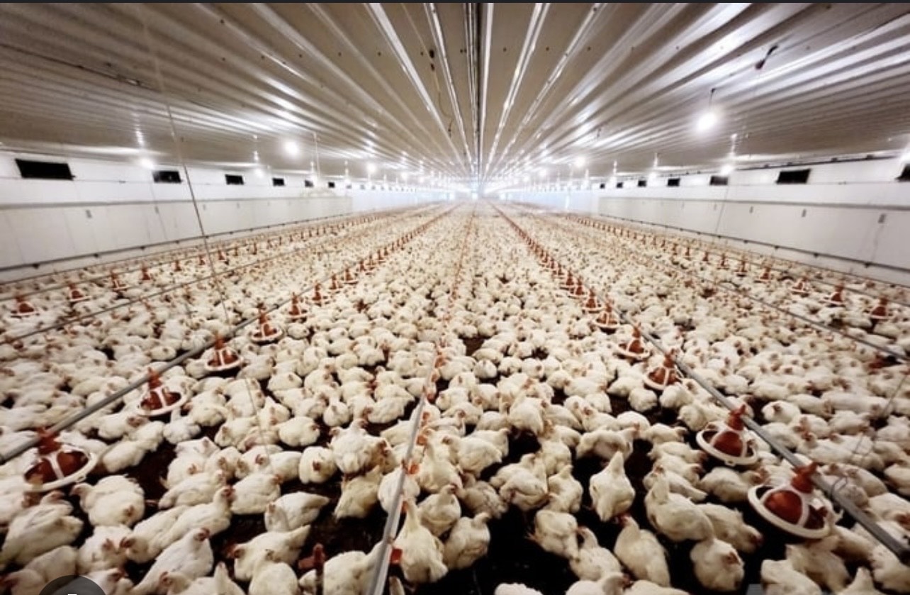 Thanh Hóa hỗ trợ hơn 3,1 tỷ đồng khắc phục dịch bệnh động vật