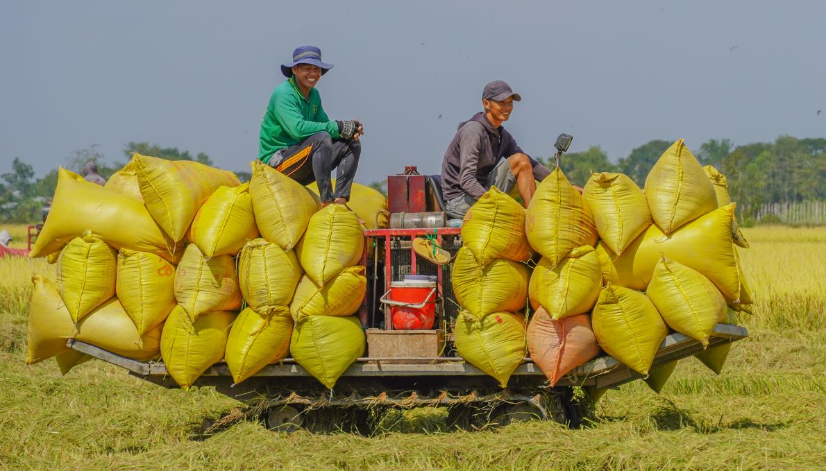 Giá lúa gạo hôm nay 10/12: Giá lúa biến động nhẹ. (Ảnh minh họa)