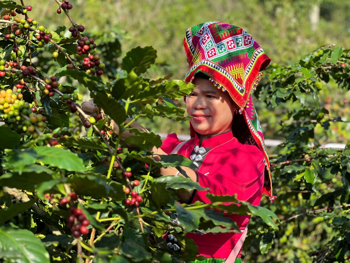 Sơn La: Xã Chiềng Đen bứt phá nhờ chuỗi giá trị cà phê