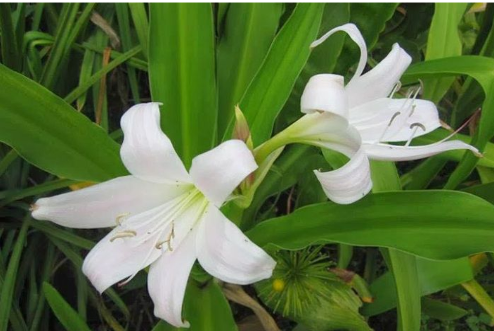 Vị thuốc trinh nữ hoàng cung giúp hỗ trợ cải thiện u xơ tử cung