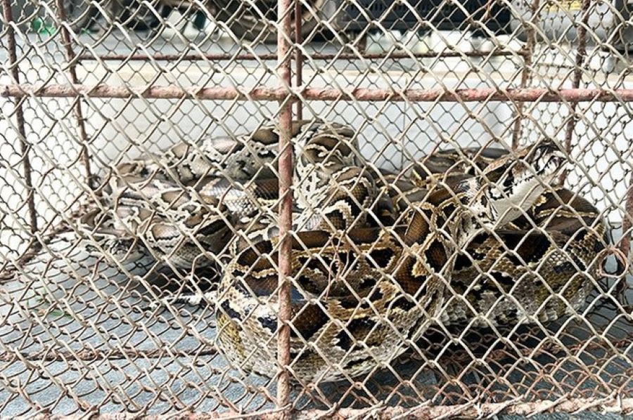 2 cá thể trăn đất được bàn giao cho cơ quan chức năng để thả về tự nhiên. 2 cá thể trăn đất được bàn giao cho cơ quan chức năng để thả về tự nhiên.