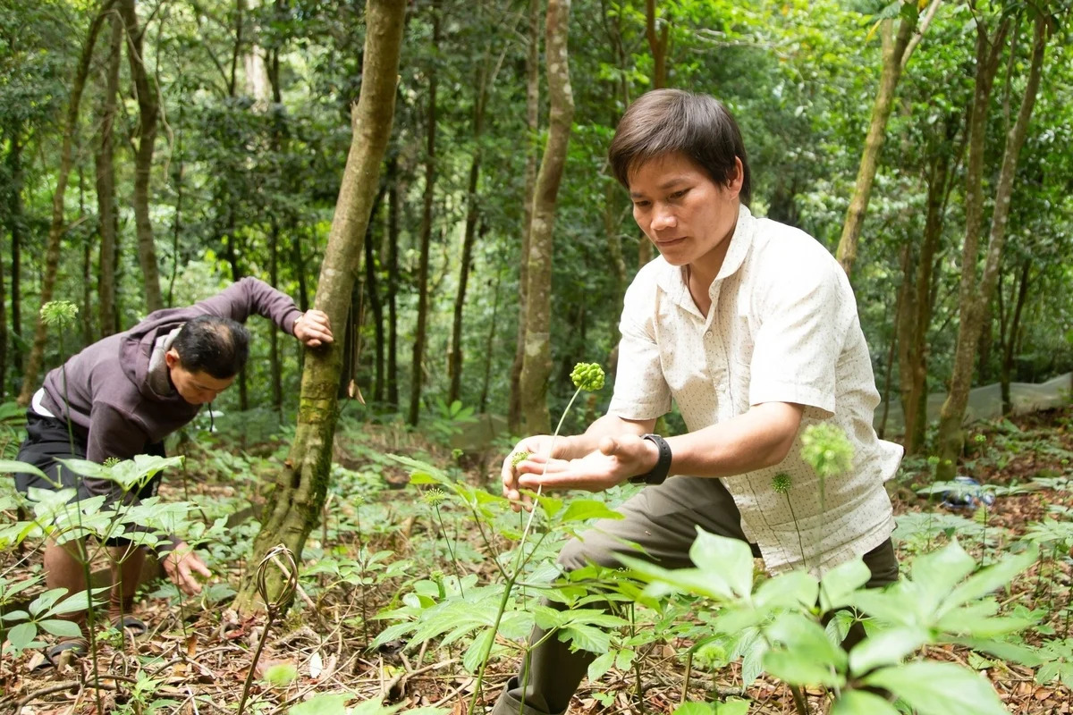 Thúc đẩy công nghiệp dược liệu, hướng tới giá trị cao từ sâm Ngọc Linh