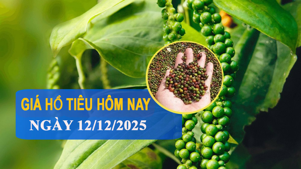 Giá tiêu hôm nay 12/12: Giữ vững mức 150.000 đồng/kg, nguồn cung co hẹp