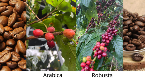 Hai giống cà phê của Lâm Đồng