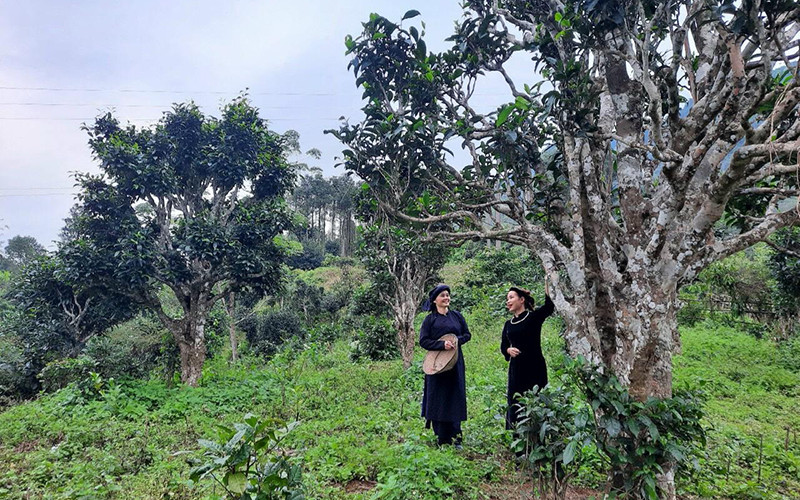 Chè Shan tuyết Bằng Phúc được công nhận là cây Di sản Việt Nam