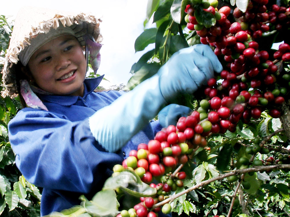 Toàn tỉnh có 21 nhãn hiệu cà phê đã được đăng ký bảo hộ