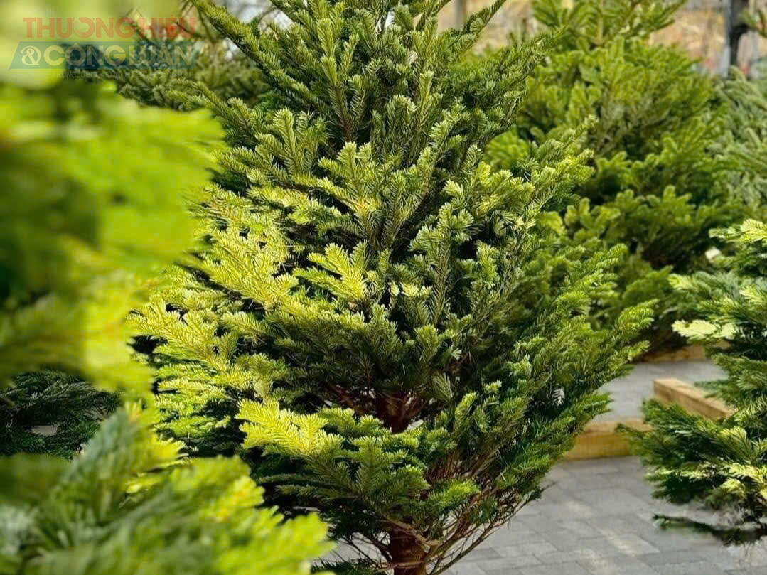 Khảo sát tại phố Hoàng Hoa Thám (Hà Nội) cùng nhiều cửa hàng cây cảnh ở Cầu Giấy, Đống Đa, Hồ Tùng Mậu…, các loại thông tươi Đà Lạt, tùng thơm, tùng bách tán, thông bạc… được bày bán với đủ kích cỡ. Nhiều chủ cửa hàng cho biết khách năm nay đặt mua sớm hơn 1–2 tuần so với mọi năm, đặc biệt tập trung vào những mẫu cây cao từ 1–1,5 m.
