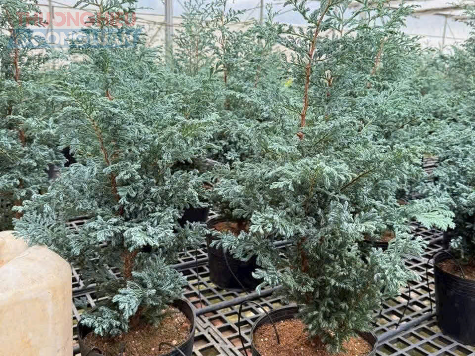 Cây thật mang lại mùi thơm tự nhiên, giữ dáng tốt, có thể tái sử dụng dưới dạng cây cảnh sau mùa lễ hội.