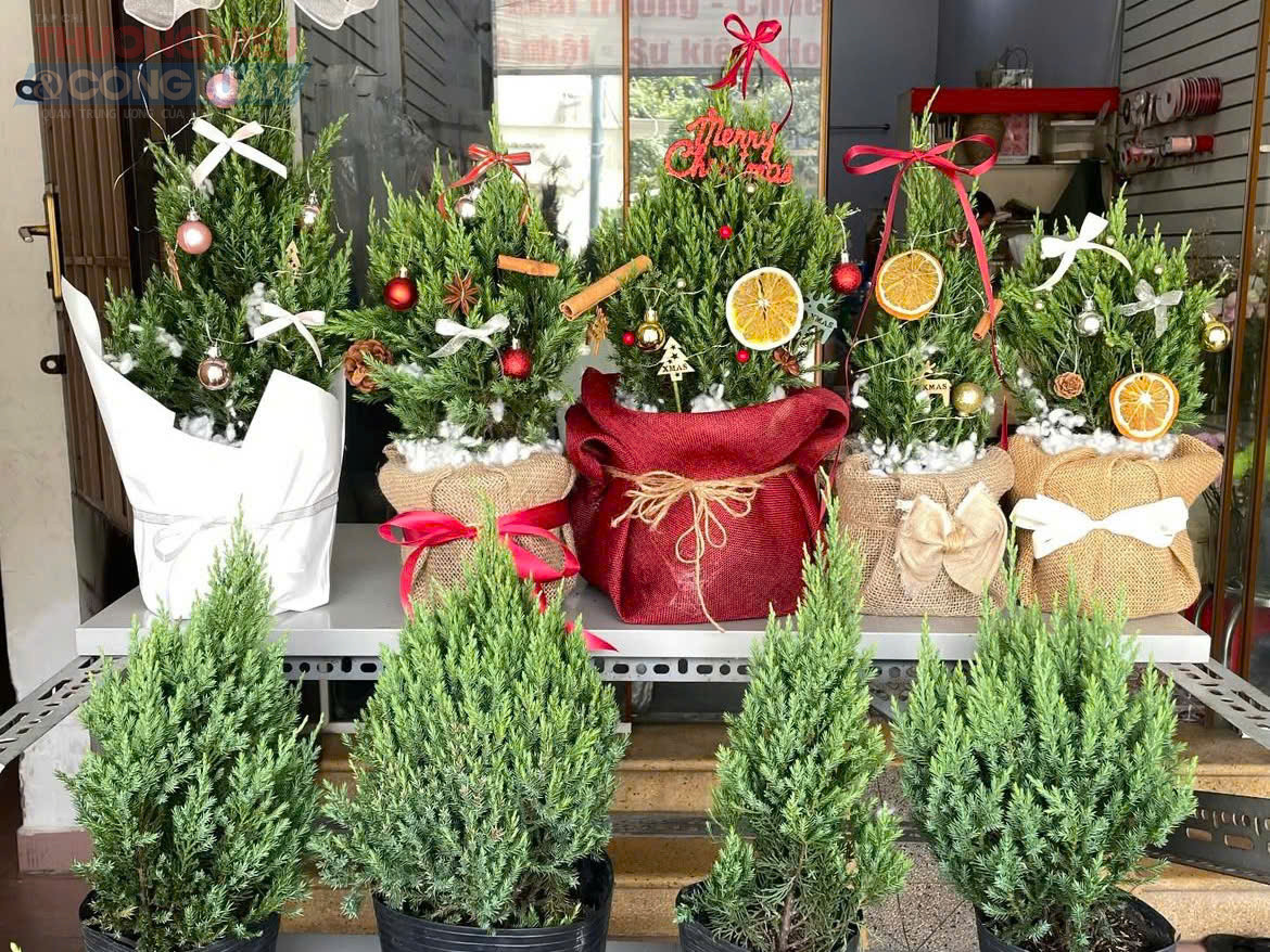 Noel cận kề, thị trường online và các cửa hàng chuyên đồ trang trí đã ngập tràn sản phẩm mùa lễ hội. Bên cạnh những mặt hàng quen thuộc, cây và cành thông tươi năm nay trở thành lựa chọn được nhiều người tiêu dùng săn đón nhất.