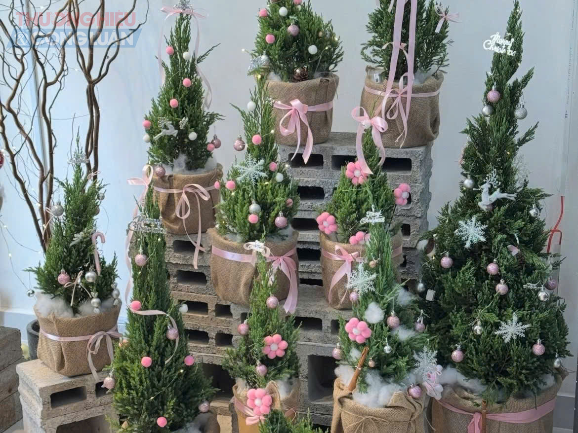 Thị trường Noel 2025 nhộn nhịp: Cây thông, cây tùng mini tươi được săn lùng mạnh