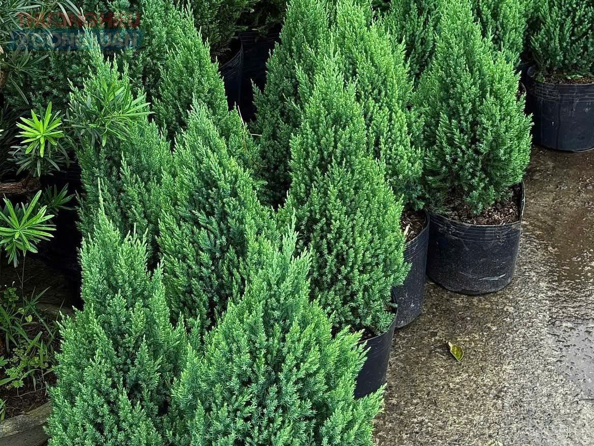 Chị Kiều Ngọc, chủ một cửa hàng hoa tươi tại phố Xa La (Hà Nội) cho biết, các mẫu thông nhập khẩu cao từ 1,25 – 2 m đang được rao bán với giá 5 – 7,5 triệu đồng mỗi cây; riêng những cây cao 2 – 3 m có giá từ 8,5 – 13,5 triệu đồng tùy xuất xứ. Theo chị Hương, dù mức giá khá cao nhưng lượng khách đặt mua vẫn nhiều, thậm chí một số mẫu đẹp đã kín đơn từ đầu tháng 12. Nhiều gia đình, cửa hàng cà phê và doanh nghiệp không ngại chi mạnh tay để trang trí không gian, khiến nguồn hàng năm nay nhanh chóng khan hiếm.