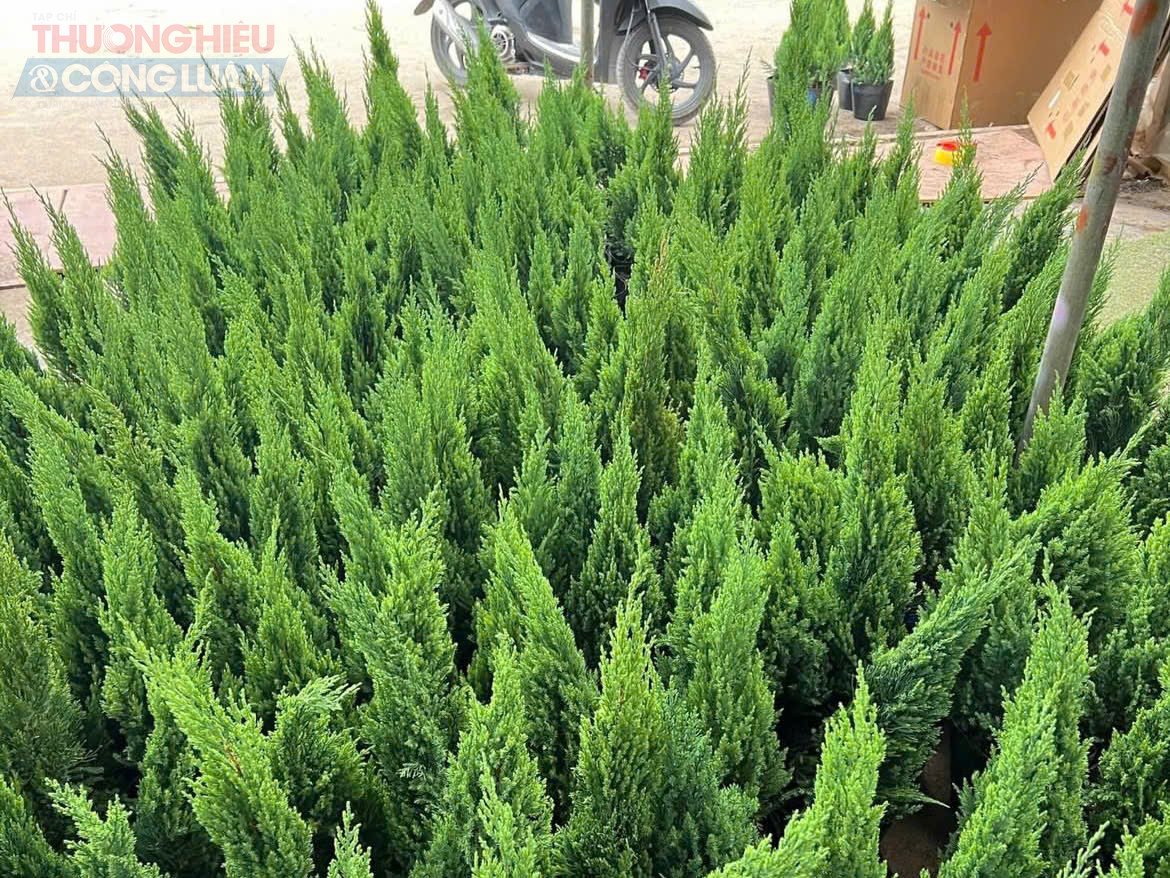 Nhiều năm trở lại đây, cùng với xu hướng “sống xanh”, hạn chế chất thải nhựa, người tiêu dùng – đặc biệt là nhóm khách trẻ và các gia đình có trẻ nhỏ có xu hướng chọn cây thông, tùng thật để trang trí mùa Noel thay vì sử dụng các mẫu thông nhựa truyền thống.