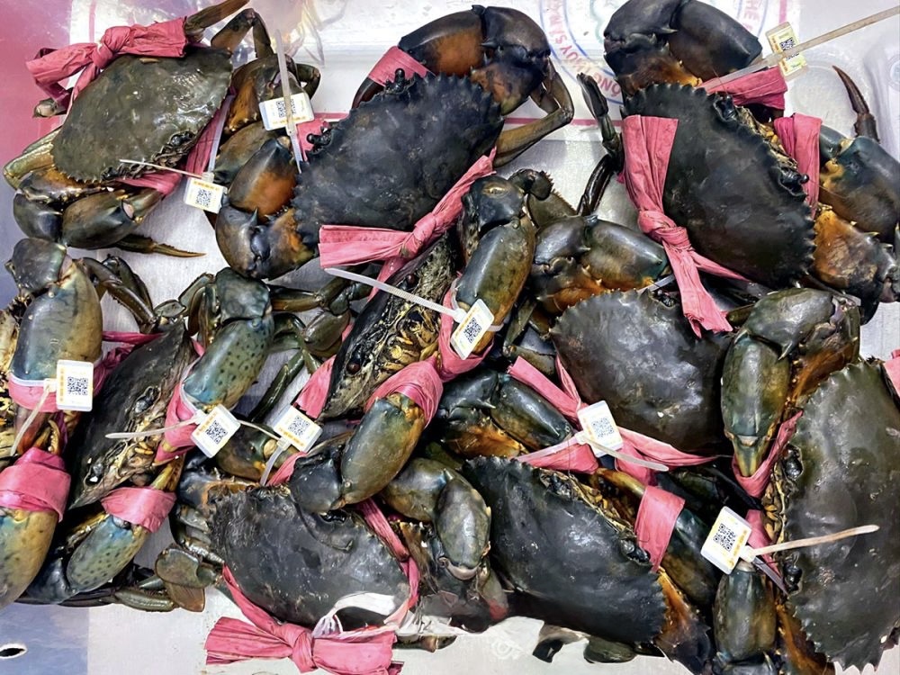 Cà Mau triển khai vùng nuôi cua biển 50.000 ha, hướng mạnh vào xuất khẩu chính ngạch Cà Mau triển khai vùng nuôi cua biển 50.000 ha, hướng mạnh vào xuất khẩu chính ngạch