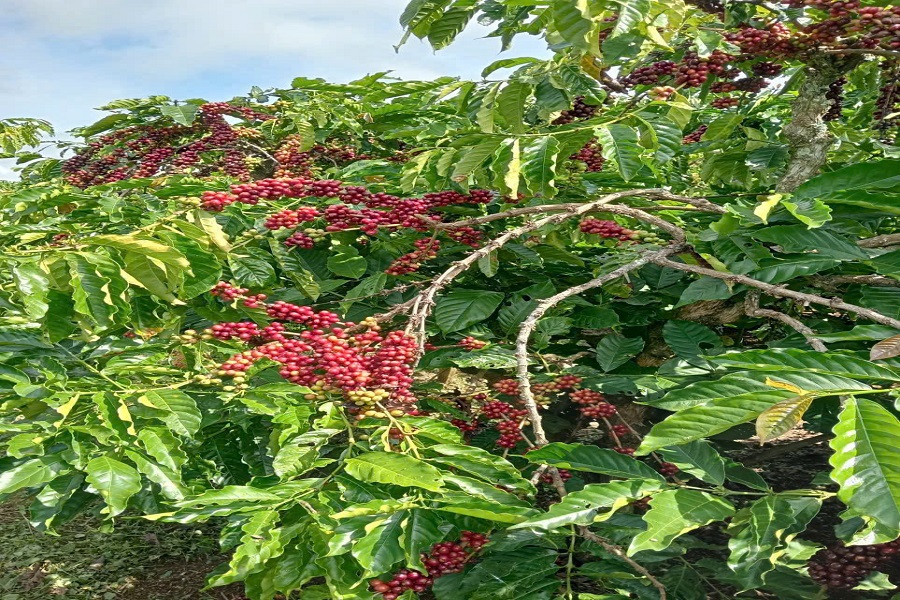 Hình ảnh: Minh hoạ Hình ảnh: Minh hoạ