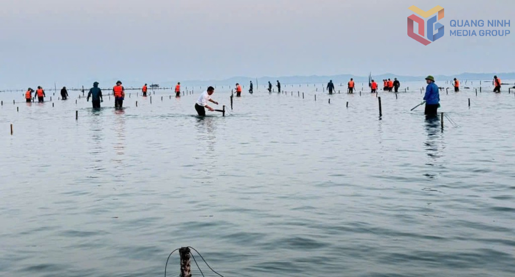 Quảng Ninh: Xã Vĩnh Thực tăng cường quản lý, giao bãi triều để phát triển sản xuất